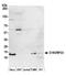 Chromosome 19 Open Reading Frame 33 antibody, A305-739A-M, Bethyl Labs, Western Blot image 