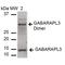 Gamma-aminobutyric acid receptor-associated protein-like 3 antibody, LS-C773262, Lifespan Biosciences, Western Blot image 