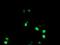 Non-POU Domain Containing Octamer Binding antibody, NBP2-02060, Novus Biologicals, Immunofluorescence image 