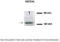 NEDD4 Like E3 Ubiquitin Protein Ligase antibody, TA329852, Origene, Western Blot image 