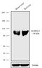Aldehyde Dehydrogenase 1 Family Member L1 antibody, 711603, Invitrogen Antibodies, Western Blot image 