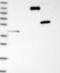 Protein fantom antibody, NBP1-84403, Novus Biologicals, Western Blot image 