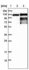 Ubiquitin Specific Peptidase 10 antibody, PA5-52337, Invitrogen Antibodies, Western Blot image 