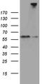 Semaphorin 3G antibody, TA811393, Origene, Western Blot image 