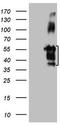 Filamin Binding LIM Protein 1 antibody, TA807282S, Origene, Western Blot image 