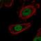 Zinc fingers and homeoboxes protein 1 antibody, NBP2-56728, Novus Biologicals, Immunofluorescence image 