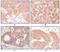 Cytokeratin antibody, abx015736, Abbexa, Enzyme Linked Immunosorbent Assay image 