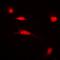 Histone H3 antibody, orb256598, Biorbyt, Immunofluorescence image 