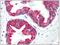 Keratin, type II cytoskeletal 8 antibody, SM3079P, Origene, Immunohistochemistry frozen image 