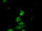 PKR2 antibody, TA501143, Origene, Immunofluorescence image 