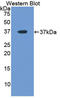 Lactate Dehydrogenase A antibody, LS-C295061, Lifespan Biosciences, Western Blot image 