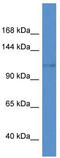 Potassium voltage-gated channel subfamily H member 8 antibody, TA338733, Origene, Western Blot image 