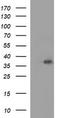 CD326 / EpCAM antibody, TA506644, Origene, Western Blot image 