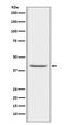 PON antibody, M00516-3, Boster Biological Technology, Western Blot image 