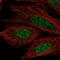 CCD36 antibody, HPA069534, Atlas Antibodies, Immunofluorescence image 