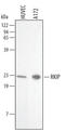 Pbp antibody, AF4538, R&D Systems, Western Blot image 