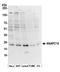 Anaphase-promoting complex subunit 10 antibody, A304-980A, Bethyl Labs, Western Blot image 