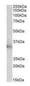 Chloride Intracellular Channel 1 antibody, orb176709, Biorbyt, Western Blot image 