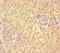 Phosphatidylethanolamine Binding Protein 4 antibody, LS-C678982, Lifespan Biosciences, Immunohistochemistry paraffin image 