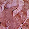 Vinculin antibody, LS-C358386, Lifespan Biosciences, Immunohistochemistry frozen image 