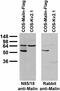 NHL Repeat Containing E3 Ubiquitin Protein Ligase 1 antibody, 73-128, Antibodies Incorporated, Western Blot image 