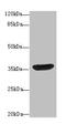 HSJ1 antibody, LS-C369541, Lifespan Biosciences, Western Blot image 