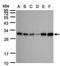 Adenylate kinase isoenzyme 4, mitochondrial antibody, TA308845, Origene, Western Blot image 