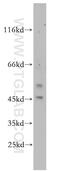 EYA Transcriptional Coactivator And Phosphatase 2 antibody, 11314-1-AP, Proteintech Group, Western Blot image 