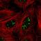 Serum Response Factor Binding Protein 1 antibody, HPA058150, Atlas Antibodies, Immunocytochemistry image 