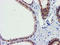 F-Box Protein 21 antibody, LS-C173586, Lifespan Biosciences, Immunohistochemistry frozen image 
