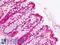 Pumilio homolog 2 antibody, LS-B9061, Lifespan Biosciences, Immunohistochemistry paraffin image 