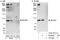 BCAR3 Adaptor Protein, NSP Family Member antibody, A301-671A, Bethyl Labs, Western Blot image 