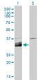 Deoxyribonuclease-1-like 1 antibody, LS-C197065, Lifespan Biosciences, Western Blot image 