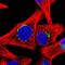 Golgin A1 antibody, HPA044329, Atlas Antibodies, Immunofluorescence image 