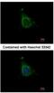 A-Kinase Anchoring Protein 10 antibody, NBP1-31483, Novus Biologicals, Immunofluorescence image 