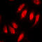 HsMAD2 antibody, GTX54987, GeneTex, Immunofluorescence image 