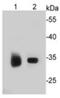 Esterase D antibody, NBP2-66825, Novus Biologicals, Western Blot image 