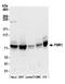 Fragile X mental retardation protein 1 homolog antibody, A305-200A, Bethyl Labs, Western Blot image 