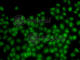 DNA-binding protein inhibitor ID-3 antibody, A5375, ABclonal Technology, Immunofluorescence image 