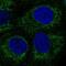 Protein Phosphatase 1 Regulatory Subunit 3E antibody, PA5-63975, Invitrogen Antibodies, Immunofluorescence image 