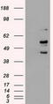 Serine/threonine-protein kinase 3 antibody, TA500409, Origene, Western Blot image 
