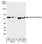 FKBP Prolyl Isomerase 4 antibody, A301-428A, Bethyl Labs, Western Blot image 
