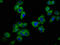 Potassium Voltage-Gated Channel Subfamily J Member 5 antibody, CSB-PA012058LA01HU, Cusabio, Immunofluorescence image 