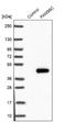 Family With Sequence Similarity 98 Member C antibody, NBP1-93754, Novus Biologicals, Western Blot image 