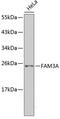 Family With Sequence Similarity 3 Member A antibody, 18-811, ProSci, Western Blot image 