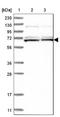 Sterile Alpha Motif Domain Containing 15 antibody, NBP1-90727, Novus Biologicals, Immunohistochemistry frozen image 
