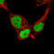 Nanog Homeobox antibody, AMAb91391, Atlas Antibodies, Immunocytochemistry image 