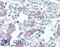 Maternal Embryonic Leucine Zipper Kinase antibody, LS-B15485, Lifespan Biosciences, Immunohistochemistry paraffin image 