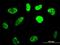 RUNX Family Transcription Factor 2 antibody, orb89566, Biorbyt, Immunofluorescence image 