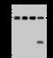 Phosphoglycerate Dehydrogenase antibody, 204048-T46, Sino Biological, Western Blot image 